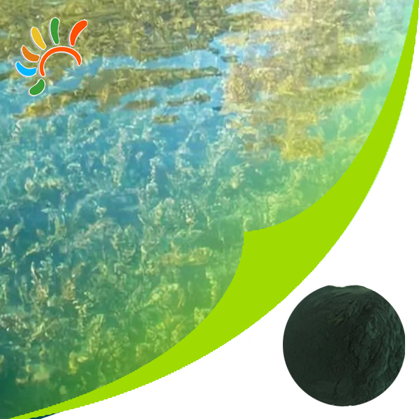 Spirulina powder 